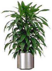 Order plants online in noida