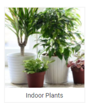 Indoor Plant Online for home decoration and fresh air