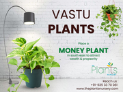 The plant's nursery - buy plants online Bangalore