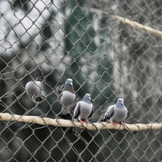 Secure Your Sanctuary: ProNet® HDPE Bird Net - Ultimate Pigeon Protect