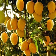 Sweet & Tangy Mango Plants for Sale - Celgen Biotech
